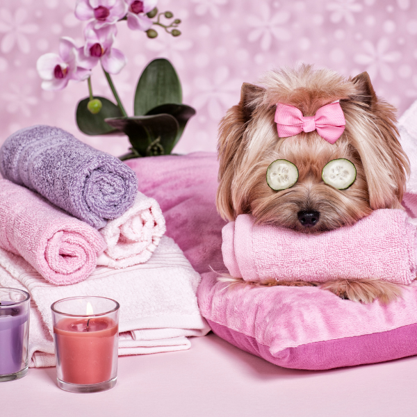 Dog wearing a bow and cucumber eye masks in a pink background with self-care products